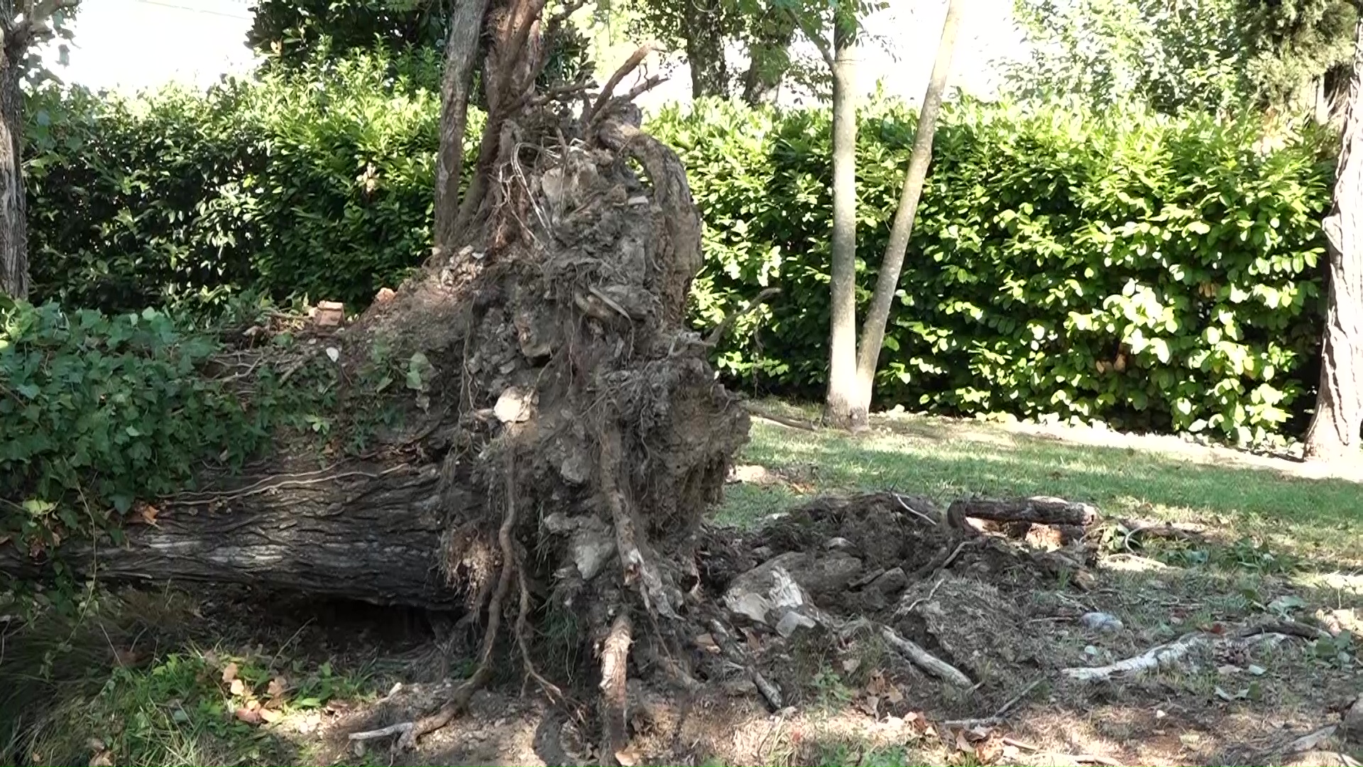 La tempesta de dissabte provoca la caiguda d’arbres i branques a Banyoles