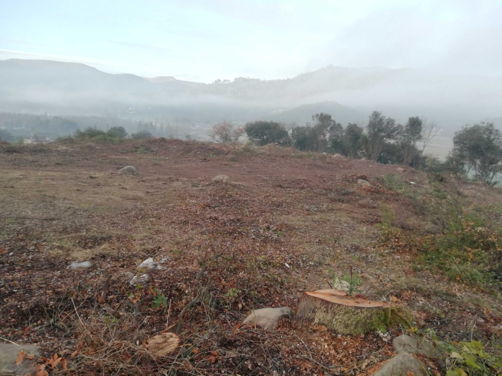 Limnos denuncia una rompuda forestal al Turó de Miànigues en la que s'ha talat el famós pi bessó